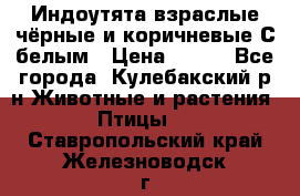 Индоутята взраслые чёрные и коричневые С белым › Цена ­ 450 - Все города, Кулебакский р-н Животные и растения » Птицы   . Ставропольский край,Железноводск г.